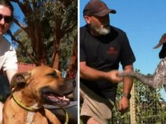 Reencontro emocionante após cães amados desaparecerem por cinco semanas Cody e Finni (esquerda), Rupert e Ben (direita)c