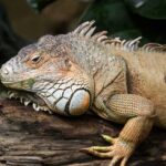 1242000049 Cientistas descobriram uma nova espécie pré-histórica com uma das mandíbulas mais estranhas de todos os tempos