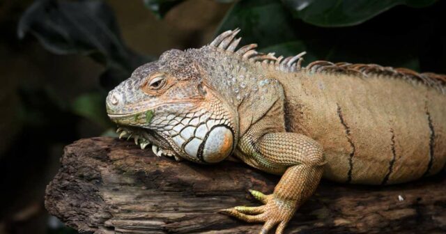 1242000049 Cientistas descobriram uma nova espécie pré-histórica com uma das mandíbulas mais estranhas de todos os tempos