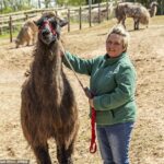 Lisa Fox, proprietária do Briery Hill Lamas em Gloucestershire, ficou com o coração partido depois que sete de suas lhamas foram abatidas sob instruções da Agência de Saúde Animal e Vegetal (APHA).