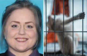 Sicko se declara culpado de pagar por vídeos de tortura sexual envolvendo macacos para grupo online: ‘Pessoa doente’ Amanda Leigh Fourez, cidadã norte-americana de Illinois, culpada no início deste mês de distribuição e conspiração para criar e distribuir esse tipo de vídeos.