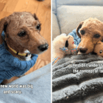 Sobrevivente de Puppy Mill sofre anos de negligência - mas há uma reviravolta reconfortante