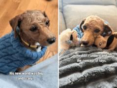 Sobrevivente de Puppy Mill sofre anos de negligência – mas há uma reviravolta reconfortante Sobrevivente de Puppy Mill sofre anos de negligência - mas há uma reviravolta reconfortante