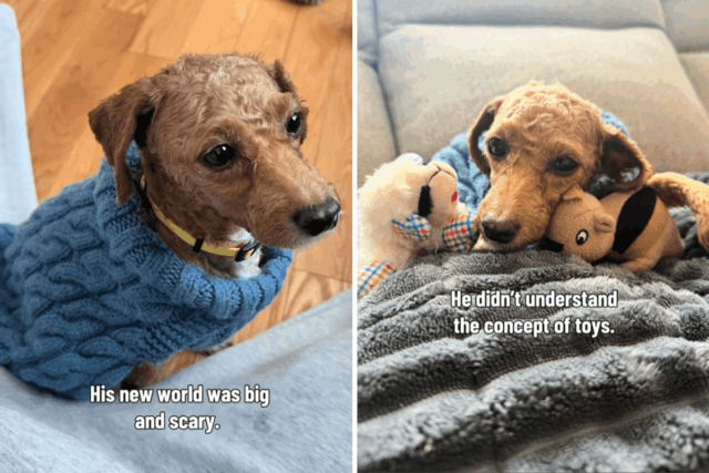 Sobrevivente de Puppy Mill sofre anos de negligência - mas há uma reviravolta reconfortante
