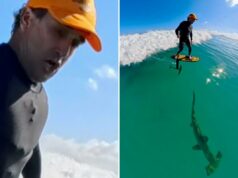 Surfista captura imagens selvagens de tubarão-martelo escondido sob as ondas no Havaí passou direto pelo tubarão enquanto surfava em Honolulu.