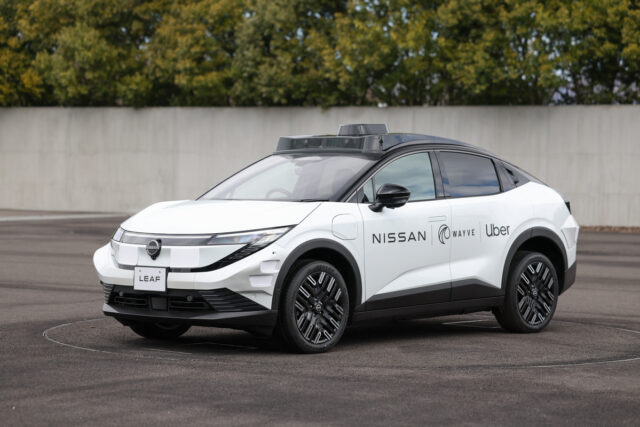 gato piscante pássaro verde