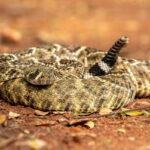 Terceiro alpinista morto enquanto onda de picada de cobra varre a Califórnia