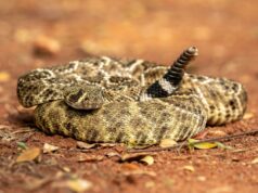 Terceiro alpinista morto enquanto onda de picada de cobra varre a Califórnia Terceiro alpinista morto enquanto onda de picada de cobra varre a Califórnia