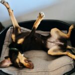 Treinador de cães revela 5 sinais de que seu filhote se sente emocionalmente seguro em casa