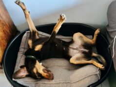 Treinador de cães revela 5 sinais de que seu filhote se sente emocionalmente seguro em casa Treinador de cães revela 5 sinais de que seu filhote se sente emocionalmente seguro em casa