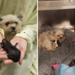 Três cachorrinhos sobrevivem contra todas as probabilidades enquanto mães exaustas brigam