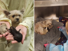 Três cachorrinhos sobrevivem contra todas as probabilidades enquanto mães exaustas brigam Três cachorrinhos sobrevivem contra todas as probabilidades enquanto mães exaustas brigam