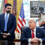 Trump dá a Zohran Mamdani três dicas para melhorar Nova York em seu 100º dia como prefeito: 'Faça brilhar'