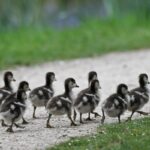 Tudo o que gostamos é uma operação psicológica