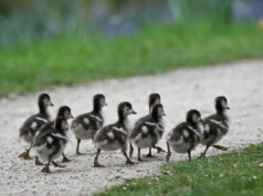 Tudo o que gostamos é uma operação psicológica Tudo o que gostamos é uma operação psicológica