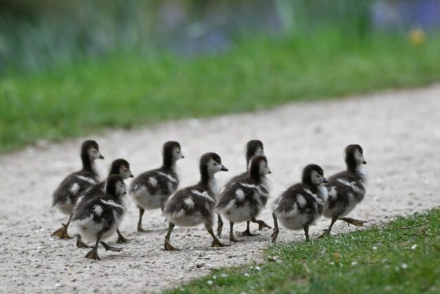 Tudo o que gostamos é uma operação psicológica Tudo o que gostamos é uma operação psicológica