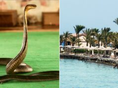 Turista morre em resort de luxo depois que cobra do show de cobras sobe nas calças e o morde: polícia Turista morre em resort de luxo depois que cobra do show de cobras sobe nas calças e o morde: polícia