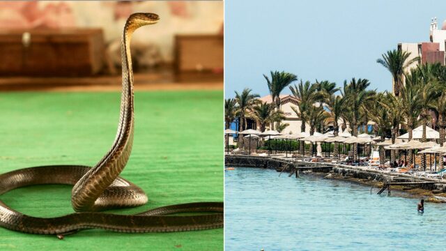 Turista morre em resort de luxo depois que cobra do show de cobras sobe nas calças e o morde: polícia
