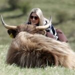 Uma mulher pode ser vista chegando bem perto de uma vaca das Highlands em Butser Hill, em Hampshire, apesar dos avisos para manter distância dos animais