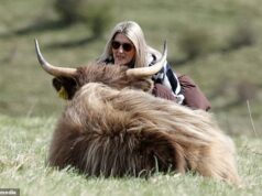 Turistas amantes de selfies desafiam os avisos para ficar longe das vacas virais das Highlands enquanto posam para fotos no belo local de Hampshire Uma mulher pode ser vista chegando bem perto de uma vaca das Highlands em Butser Hill, em Hampshire, apesar dos avisos para manter distância dos animais