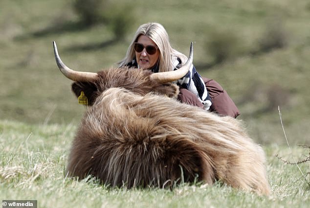 Turistas amantes de selfies desafiam os avisos para ficar longe Uma mulher pode ser vista chegando bem perto de uma vaca das Highlands em Butser Hill, em Hampshire, apesar dos avisos para manter distância dos animais