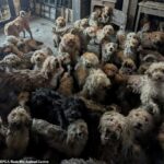 A foto da RSPCA de 250 cães poodle cross emaranhados e imundos que viviam em uma casa em ruínas levou alguns a afirmar que era falsa