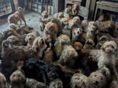 Um final de cauda peluda: a incrível recuperação de 250 poodles deixados para morrer em sua própria sujeira (mas Stevie e Sandy ainda precisam de novos lares) A foto da RSPCA de 250 cães poodle cross emaranhados e imundos que viviam em uma casa em ruínas levou alguns a afirmar que era falsa