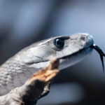 Uma cobra-real se move em seu recinto na casa de répteis do zoológico do Bronx. Crédito: Andrew Lichtenstein/Corbis via Getty