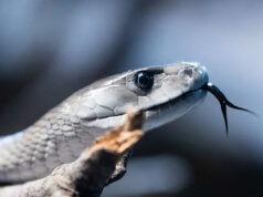 Um homem deixou centenas de cobras venenosas mordê-lo de propósito, agora seu sangue está sendo usado para tratamentos que salvam vidas Uma cobra-real se move em seu recinto na casa de répteis do zoológico do Bronx. Crédito: Andrew Lichtenstein/Corbis via Getty