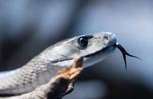 Um homem deixou centenas de cobras venenosas mordê-lo de propósito, agora seu sangue está sendo usado para tratamentos que salvam vidas Uma cobra-real se move em seu recinto na casa de répteis do zoológico do Bronx. Crédito: Andrew Lichtenstein/Corbis via Getty