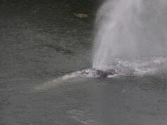 Uma baleia cinzenta que nadou 32 quilômetros rio acima em um rio no estado de Washington é encontrada morta Yahoo news home