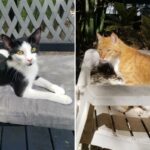 Uma casa de repouso para gatos – o lugar perfeito para passar seus anos dourados