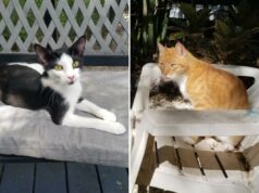 Uma casa de repouso para gatos – o lugar perfeito para passar seus anos dourados Uma casa de repouso para gatos – o lugar perfeito para passar seus anos dourados