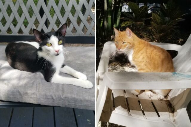 Uma casa de repouso para gatos – o lugar perfeito Uma casa de repouso para gatos – o lugar perfeito para passar seus anos dourados