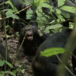 Uma fila de chimpanzés na floresta