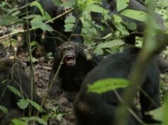 Uma “guerra civil” de chimpanzés eclodiu em Uganda. Os cientistas não sabem ao certo por que Uma fila de chimpanzés na floresta