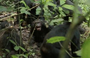 Uma “guerra civil” de chimpanzés eclodiu em Uganda. Os cientistas não sabem ao certo por que Uma fila de chimpanzés na floresta