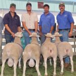 Uma jornada inesperada: encontrando o amor e uma carreira na indústria ovina de WA