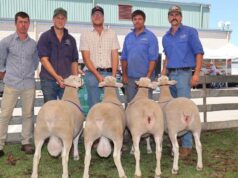 Uma jornada inesperada: encontrando o amor e uma carreira na indústria ovina de WA Uma jornada inesperada: encontrando o amor e uma carreira na indústria ovina de WA