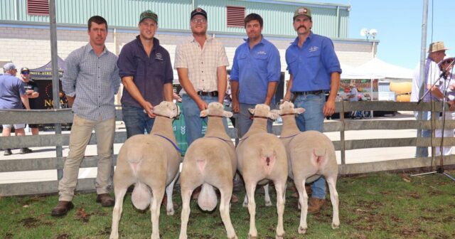 Uma jornada inesperada: encontrando o amor e uma carreira na Uma jornada inesperada: encontrando o amor e uma carreira na indústria ovina de WA