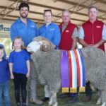 Upstanding Merino enquadra o show no Merino julgando na exposição anual