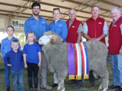Upstanding Merino enquadra o show no Merino julgando na exposição anual Upstanding Merino enquadra o show no Merino julgando na exposição anual