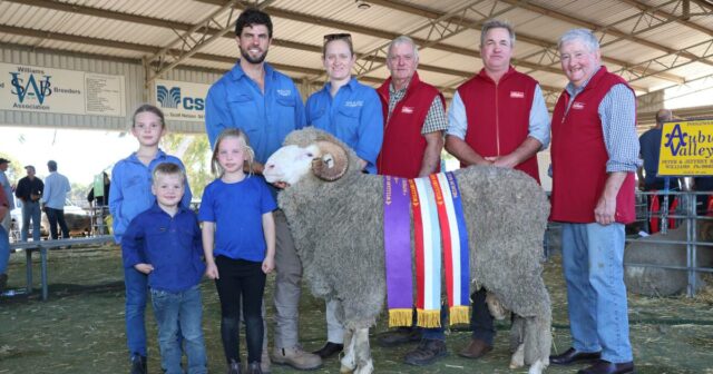 Upstanding Merino enquadra o show no Merino julgando na exposição anual
