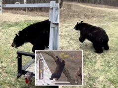 Urso tranquilizado que ficou agarrado a uma árvore em Albany por horas tem nova vida – veja as fotos urso