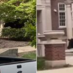 Vaca enorme corre solta no campus da Universidade de Illinois depois de escapar do transporte, mostra vídeo selvagem