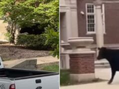 Vaca enorme corre solta no campus da Universidade de Illinois depois de escapar do transporte, mostra vídeo selvagem Vaca enorme corre solta no campus da Universidade de Illinois depois de escapar do transporte, mostra vídeo selvagem