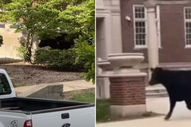 Vaca enorme corre solta no campus da Universidade de Illinois depois de escapar do transporte, mostra vídeo selvagem
