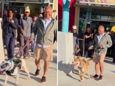 Veja a reação mais longa do cão residente do abrigo ao ser adotado após 831 dias Volunteer adopts two dogs