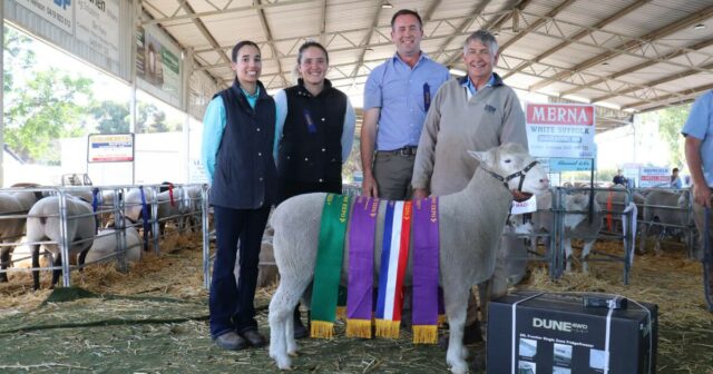 Vencedor da pesquisa Dorset Ram na Gateway Expo anual, um Vencedor da pesquisa Dorset Ram na Gateway Expo anual, um 'vencedor merecedor'