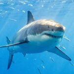 Vídeo de drone selvagem mostra surfistas de SoCal remando a centímetros de grandes tubarões brancos